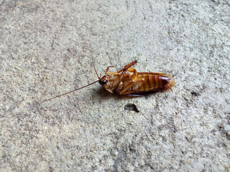 insect dead cockroach bug on groundの素材