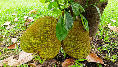 Jackfruit sprouts on the tree Fruits that are abundant in Asia are sweet and fragrant. and can also...
