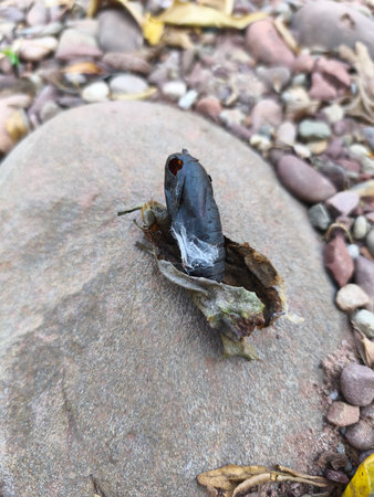 Close up a black butterfly pupa with a leaf stuck to it falls onto a rock.