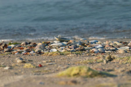 Sea Shells Seashells - variety of sea shells from beach - panoramic - with large scallop shell.の写真素材