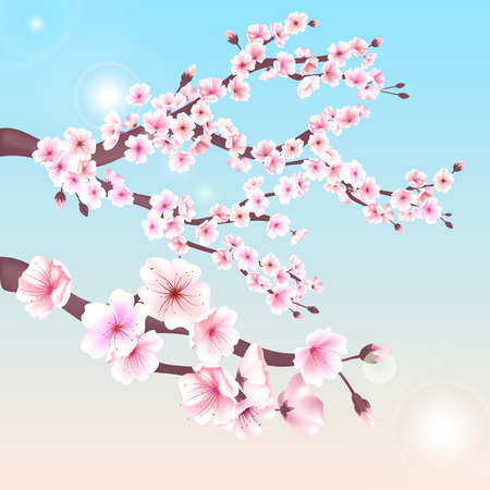 Realistic sakura japan cherry branch with blooming flowers vector illustration.のイラスト素材