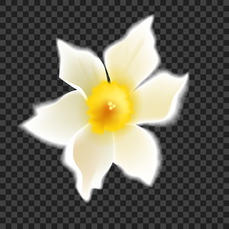 Narcissus. Vector realistic flowers. On a transparent background.のイラスト素材