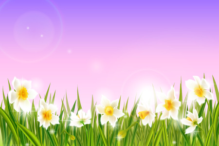 Spring background with daffodil narcissus flowers, green grass, swallows.のイラスト素材