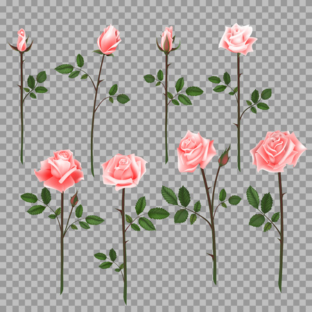 Vector set of pink roses. Four pink roses from bud to full blossom.のイラスト素材