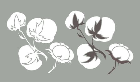 Cotton plant. Isolated cotton on white backgroundのイラスト素材