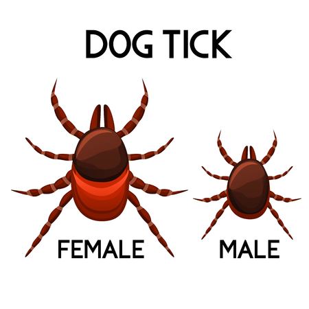 Mite vector set. Tick male and female. Pet parasite isolated on white background. Vector illustrationのイラスト素材
