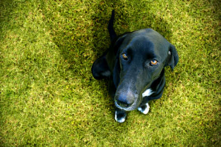 Obedient dog looking up