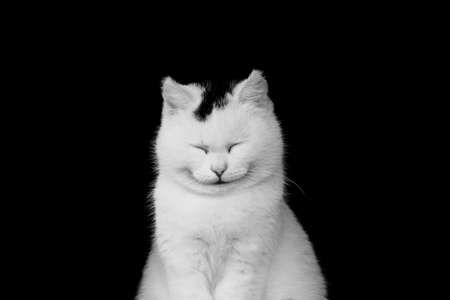 White cat smilingの写真素材