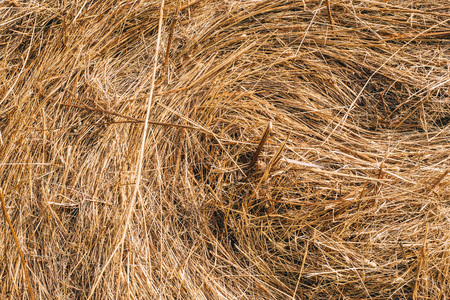 Golden hay background hayの写真素材