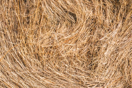 Golden hay background hayの写真素材