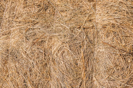 Golden hay background hayの写真素材