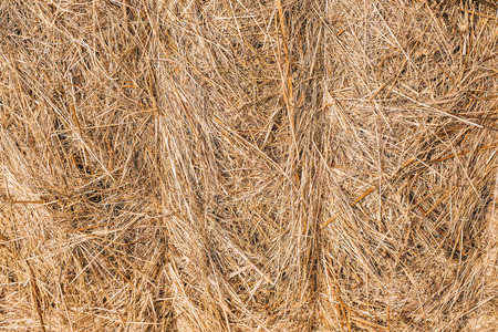 Golden hay background hayの写真素材