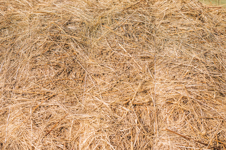 Golden hay background hayの写真素材