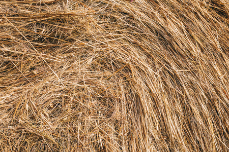 Golden hay background hayの写真素材