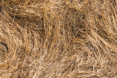 Golden hay background hayの写真素材