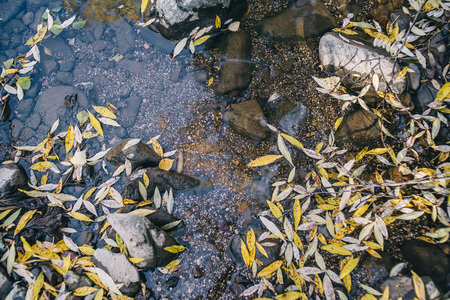 Golden autumn. Fallen colorful leaves. Texture, background.の写真素材
