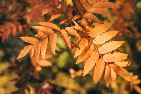 Golden autumn. Fallen colorful leaves. Texture, background.の写真素材