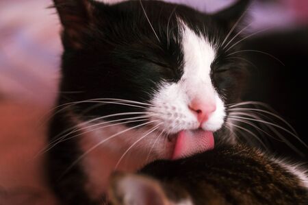 black and white cat caring for another catの写真素材