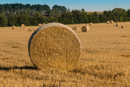 Cornfield with straw bales