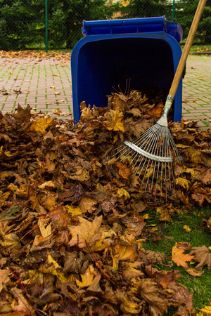 foliage workの写真素材