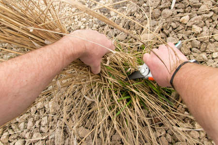 Pruning of garden plantsの写真素材