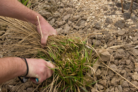 Pruning of garden plantsの写真素材