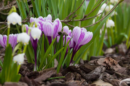 early flowering plantsの写真素材