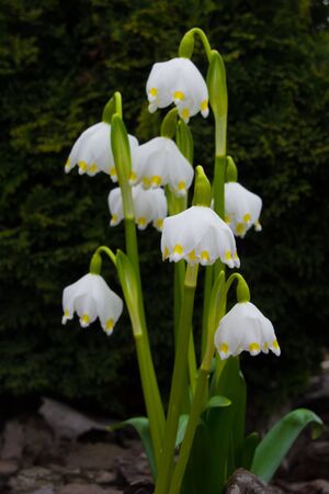 early flowering plantsの写真素材