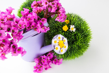 Fresh flowers in a watering canの写真素材