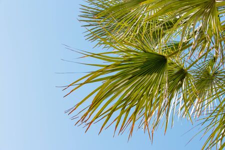 palm frondsの写真素材