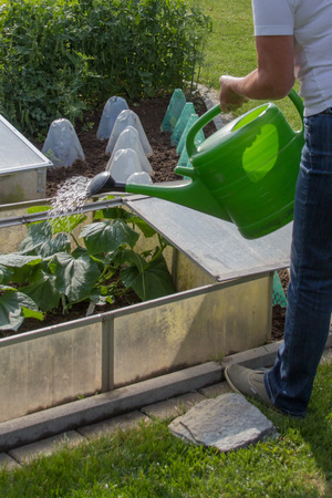 Casting of cucumber plantsの写真素材