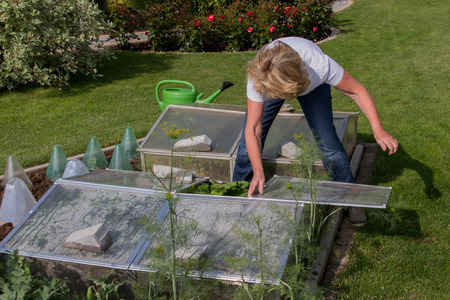 Cold Frame with cucumber plantsの写真素材