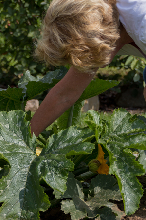 Harvesting courgettesの写真素材
