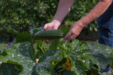 Harvesting courgettesの写真素材