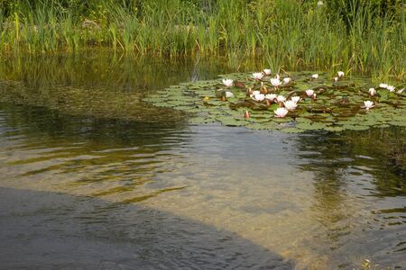Swimming pond with plantsの写真素材