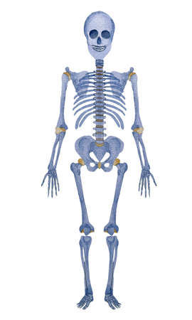 Watercolor illustration of full blue human skeleton standing isolation on whiteの写真素材
