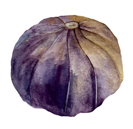 Watercolor illustration of fig or ficus carica ripe fruitsの写真素材