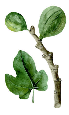 Watercolor illustration of fig or ficus carica branch and leaveの写真素材