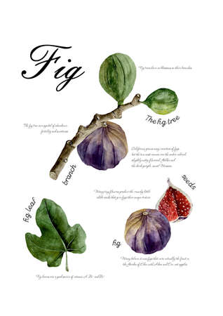 Watercolor poster with parts of fig. Ficus Carica leave, branch fruit and seeds with text on whiteの写真素材