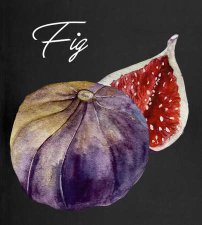 Watercolor illustration of fig or ficus carica with ripe and cut fruit on black backgroundの写真素材