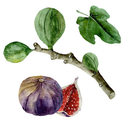 Watercolor illustration of fig or ficus carica with leave, branch and fruitsの写真素材
