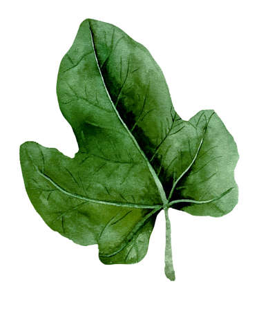 Watercolor illustration of fig fresh green leaveの写真素材