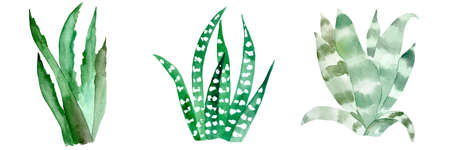 Watercolor illustration of cactus set on white. Botanic illustration of succulent and cactiの写真素材
