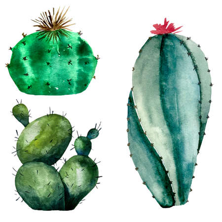 Watercolor illustration of cactus set on white. Botanic illustration of succulent and cactiの写真素材