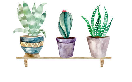Watercolor illustration of cactus and succulent plants in pot. Watercolor individual flower potの写真素材