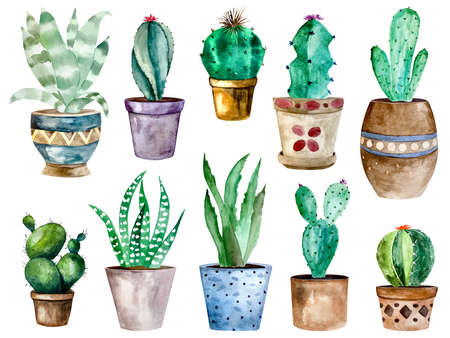 Watercolor illustration of cactus and succulent plants in pot. Watercolor individual flower potの写真素材