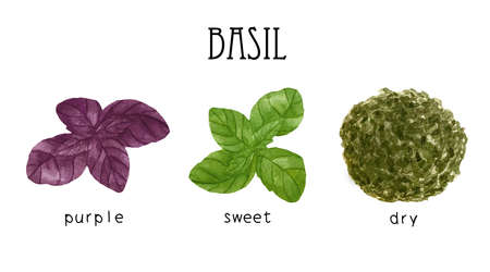 Watercolor illustration of fresh green and purple basil leaves. Dry basil. Kitchen spices and herbs set.の写真素材