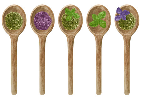 Watercolor illustration of fresh and dry green and purple basil in wooden spoon. Kitchen spices and herbs set.の写真素材