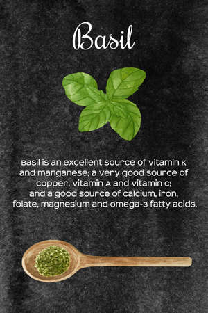 Watercolor fresh and dry green basil in wooden spoon. Kitchen spices and herbs set.の写真素材