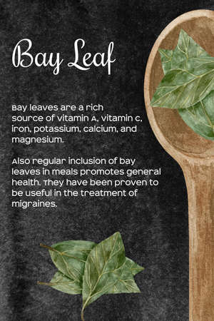 Watercolor illustration of dry green bay leaves in wooden spoon. Kitchen spices and herbs set.の写真素材